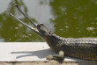 Népal - Visite au centre de préservation des crocodiles gavials © Kasara Resort