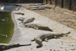 Népal - Visite au centre de préservation des crocodiles gavials © Kasara Resort