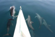 Philippines - Observation des dauphins à Samboan © Fantasy Lodge