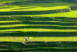 Philippines - Les rizières de Banaue