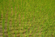 Philippines - Les rizières de Banaue