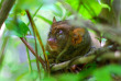 Philippines - Le Tarsier Sanctuary à Bohol