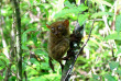 Philippines - Le sanctuaire des Tarsiers à Bohol