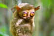 Philippines - Le sanctuaire des Tarsiers à Bohol