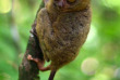 Philippines - Le sanctuaire des Tarsiers à Bohol