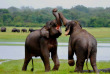 Sri Lanka - Éléphant de la réserve de Mineriya © OT Sri Lanka