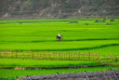 Vietnam - Les rizières de Mai Chau