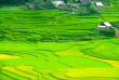Vietnam - Escapade à Sapa - Les rizières de la vallée de Sapa