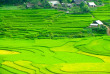 Vietnam - Escapade à Sapa - Les rizières de la vallée de Sapa