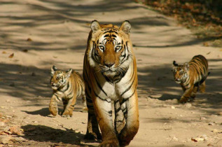 Inde - Les tigres de Ranthambore