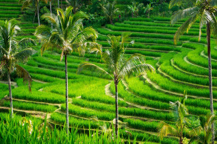 Indonésie - Bali - Les rizières de Jati Luwih © Duchy – Shutterstock