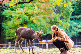 japon - Le parc de Nara © NH - Shutterstock