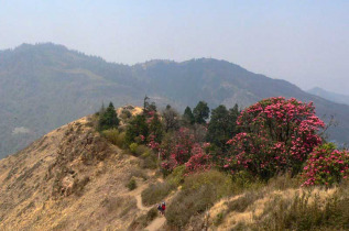 Népal - Les rhododendrons en fleurs