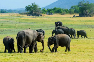 Sri Lanka – Minneriya © Surangasl – Shutterstock