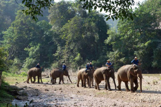 Thailande - Arrivée des éléphants au camps