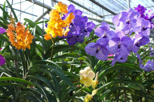 Thailande - La ferme des orchidées