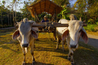 Thailande - Promenade en char à bœufs © Asian Oasis