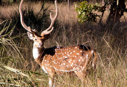 Inde - Les parc du Gujarat