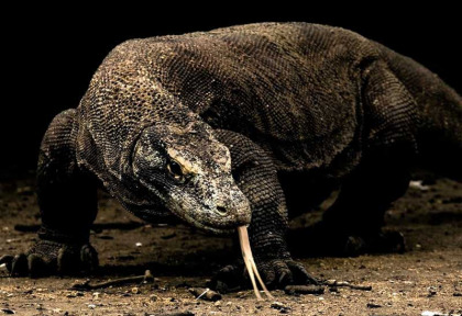 Indonésie - Dragon de Komodo