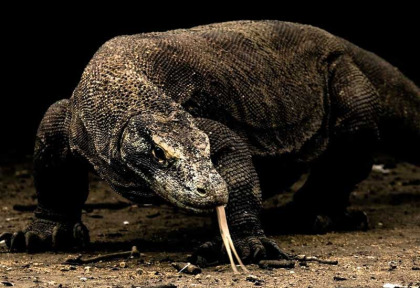 Indonésie - Les dragons de Komodo - Dragon de Komodo