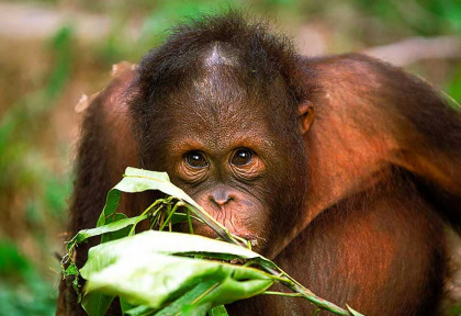 Malaisie - Circuit Les Trésors de Bornéo - Les orangs-outans de Semenggoh