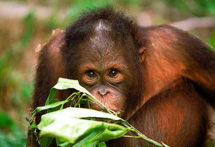 Malaisie - Circuit Les Trésors de Bornéo - Les orangs-outans de Semenggoh