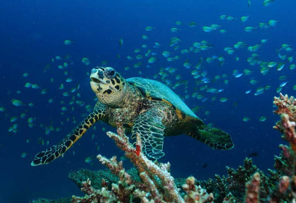 Maldives - Le centre de plongée 