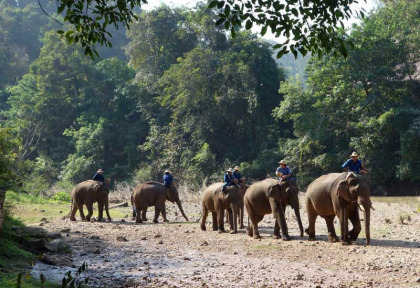 Thailande - Les éléphants du Nord thaïlande