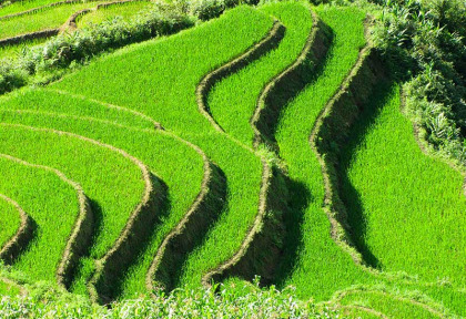 Vietnam - Grand circuit au Vietnam - Les rizières du Nord Vietnam