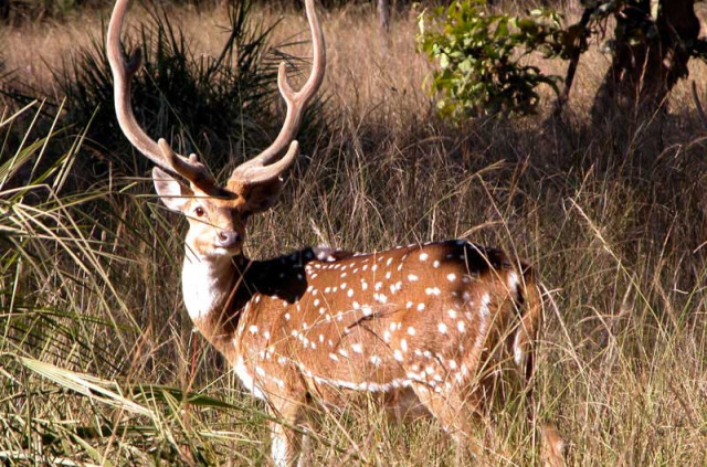 Inde - Les parc du Gujarat