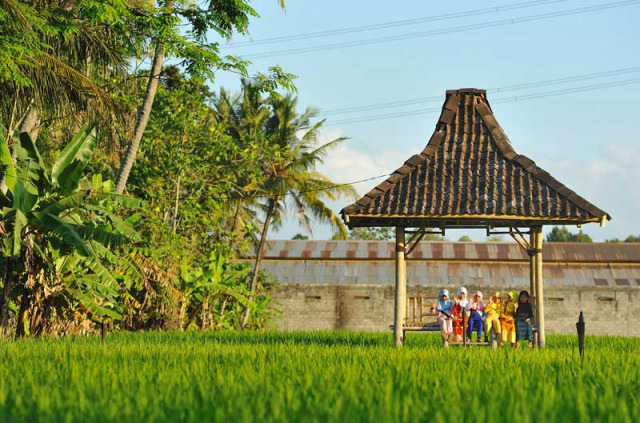 Indonésie - Jogjakarta - d'Omah Hotel Yogyakarta - Gazebo dans les rizières face à l'hôtel