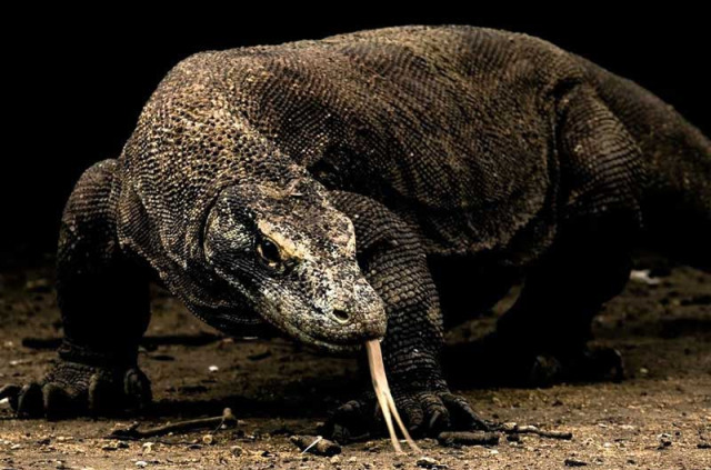 Indonésie - Les dragons de Komodo - Dragon de Komodo