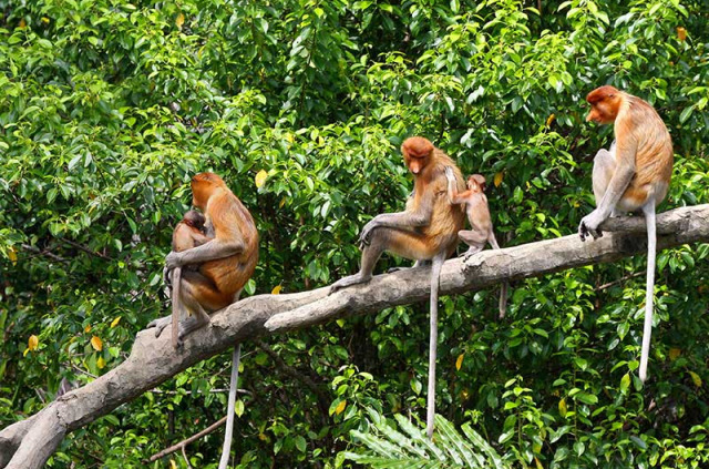 Malaisie - Circuit La rivière Kinabatangan - Singes nasiques