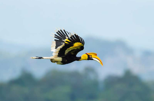 Thailande - Rivière Kwai, Khao Yai et Ayutthaya © Shutterstock, Kajornyot