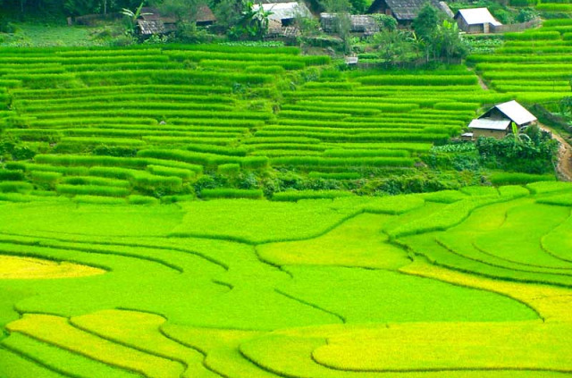 Vietnam - Escapade à Sapa - Les rizières de la vallée de Sapa